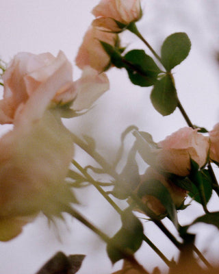 N˚07 Rosewood - Luxury Scented Candle